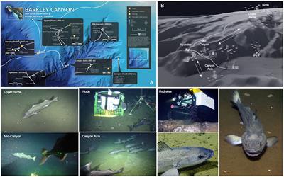 Machine learning applied to big data from marine cabled observatories: A case study of sablefish monitoring in the NE Pacific